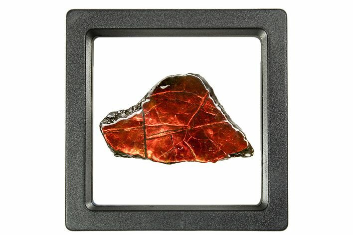 Iridescent Ammolite (Fossil Ammonite Shell) - Fiery Red #310340